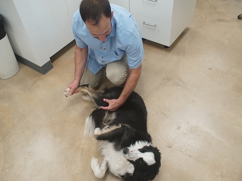 Dog Rehabilitation and Conditioning in Round Rock, TX