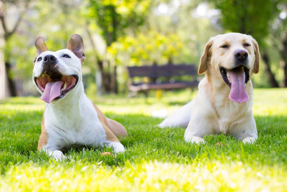 Liberty Hill, TX Veterinarian