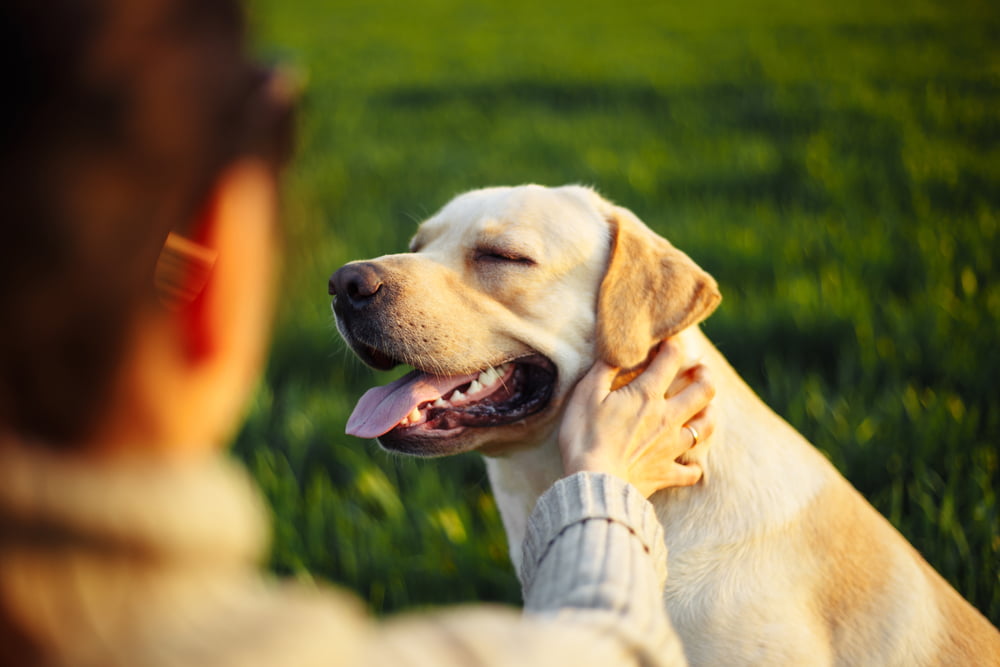 Professional Care Veterinarian In Liberty Hill, Texas