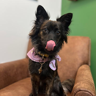 closeup of dog licking their mouth and sitting in a leather chair in front of a green wall