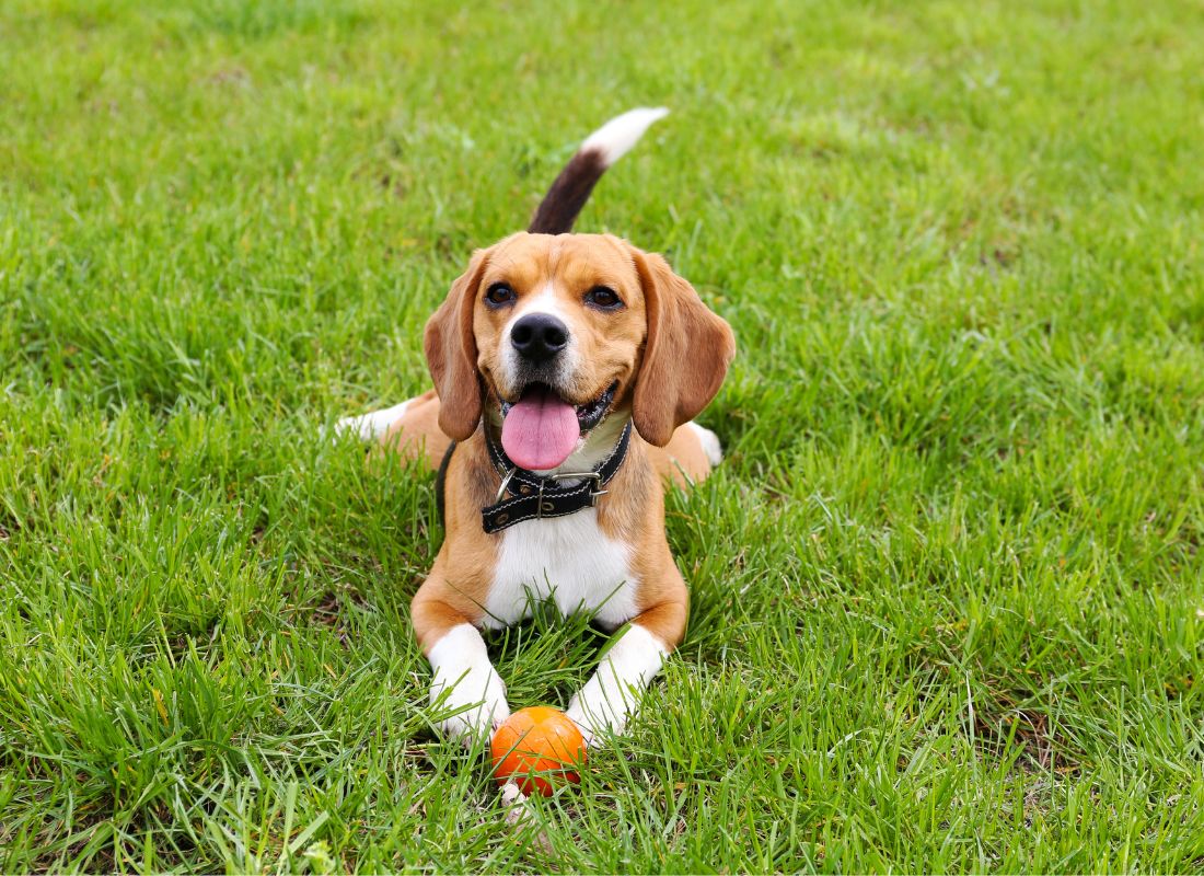 Beagle dog, orange ball, grass