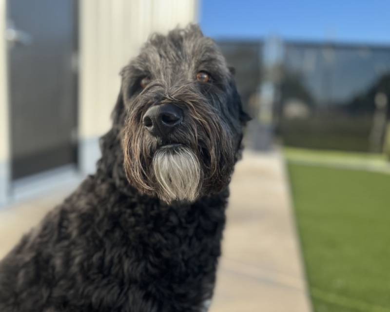 Black dog white chin
