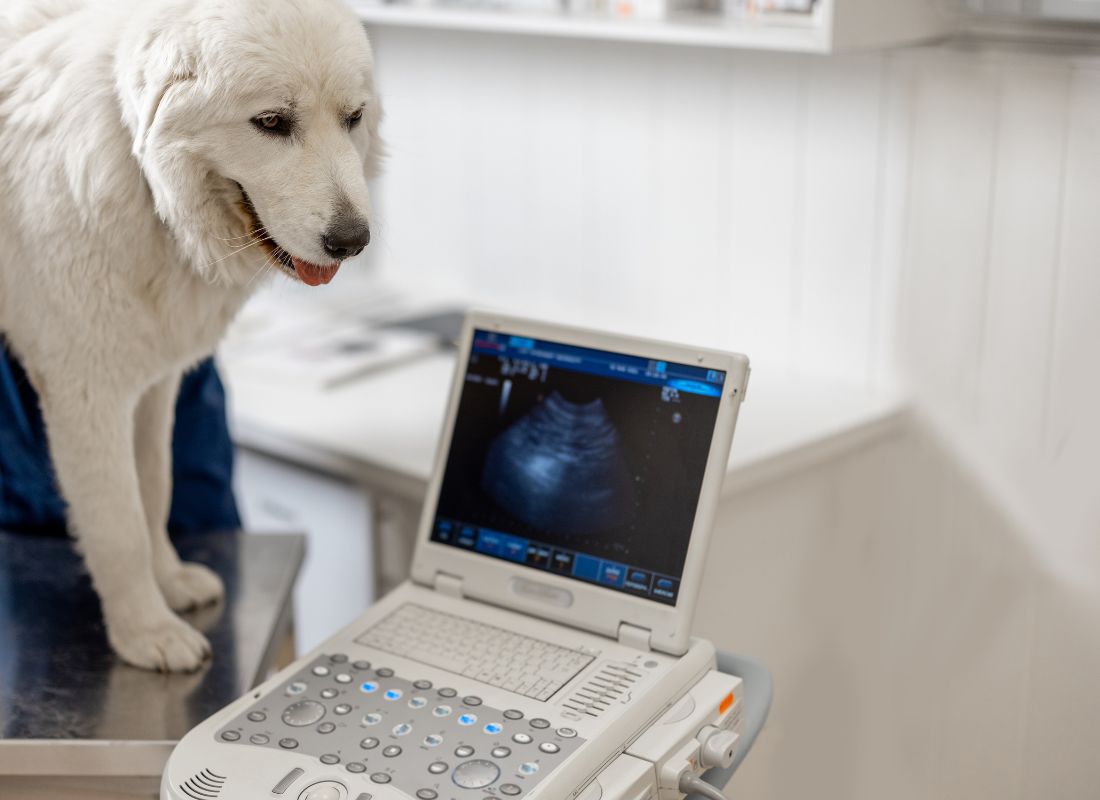 Dog getting ultrasound at vet