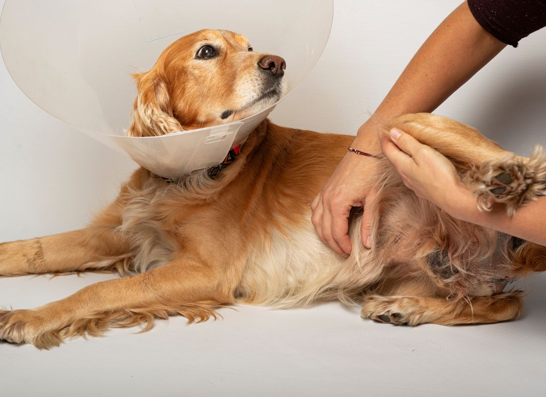 Dog in cone receiving care
