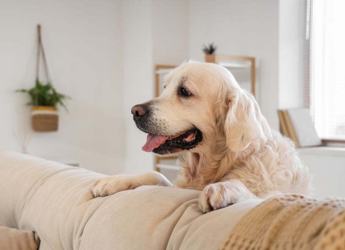 Golden Retriever on couch, looking.
