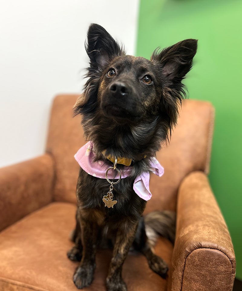 dog with ears standing up while sitting in a leather chair in front of a green wall