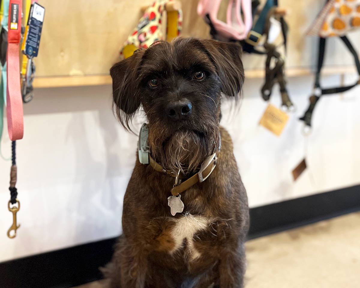 closeup of a chocolate brown dog in front of a wall of colorful leashes