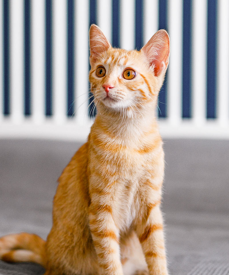 young orange cat sitting in front of a striped blue and white wall