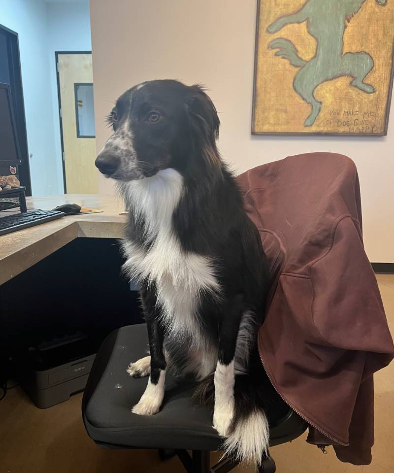 Black and white dog sitting