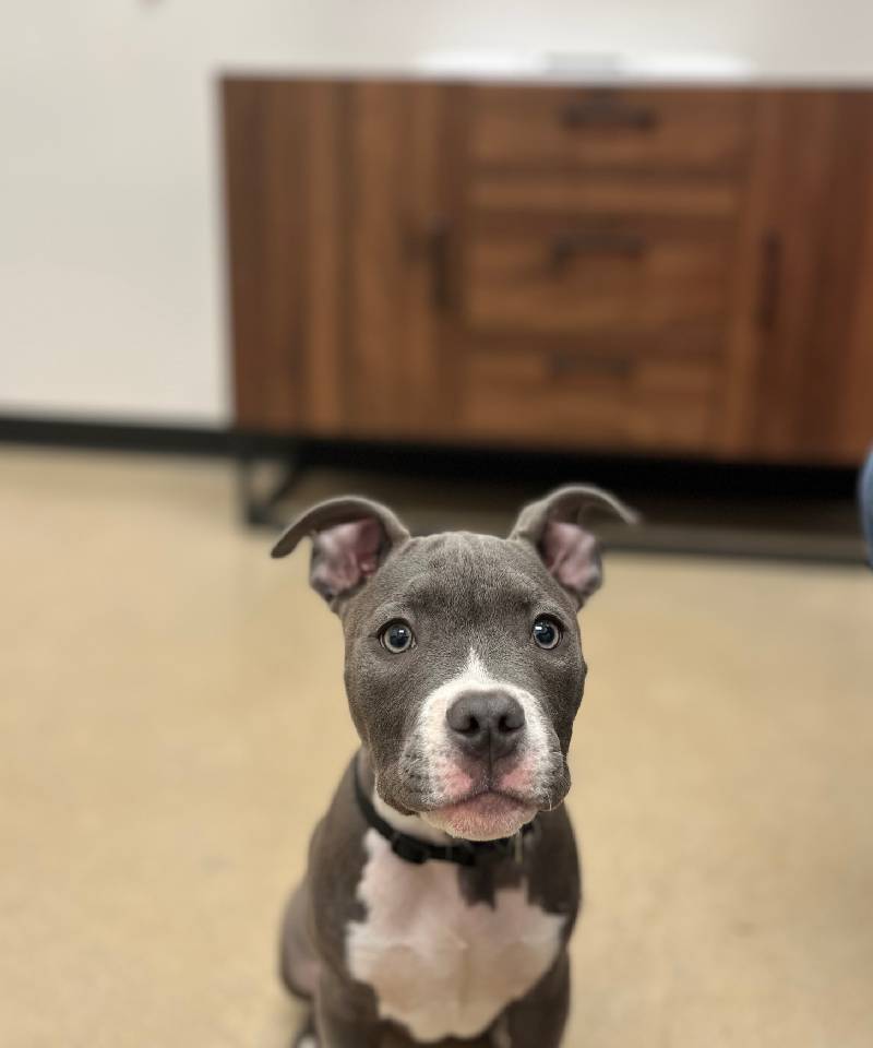 Blue-nosed pitbull puppy looking forward