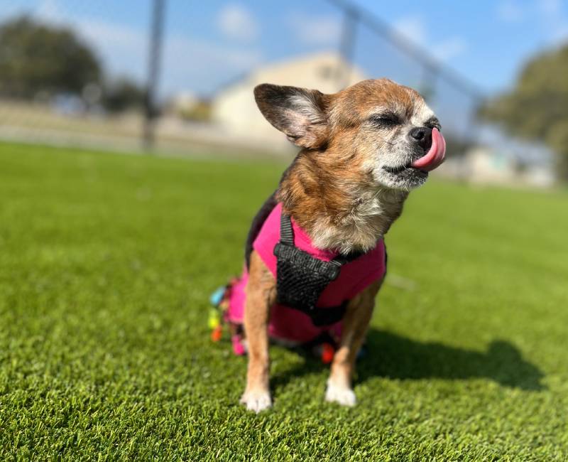 Chihuahua in harness licking nose