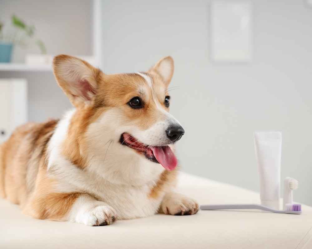Corgi dog with pet toothbrush