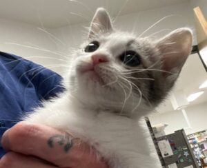 Cute kitten looking up Cute kitten looking up