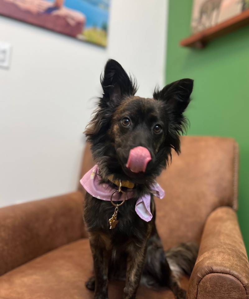 Dog licking nose, chair