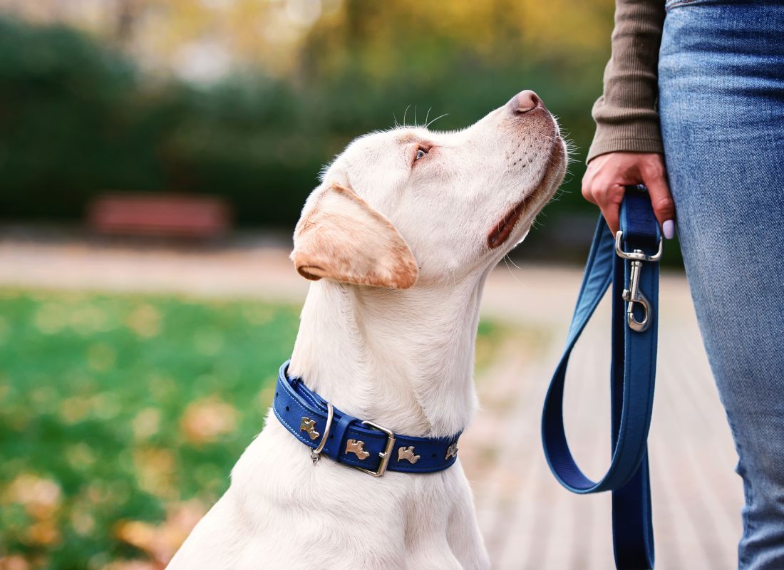 Dog looking at owner Dog looking at owner