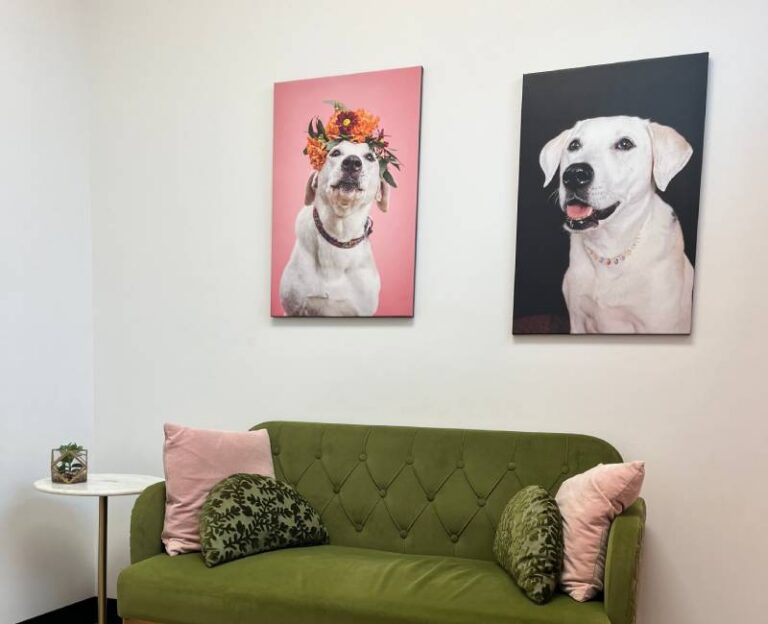 Dog portraits, green sofa Dog portraits, green sofa