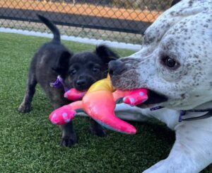 Dogs playing with toy. Dogs playing with toy.