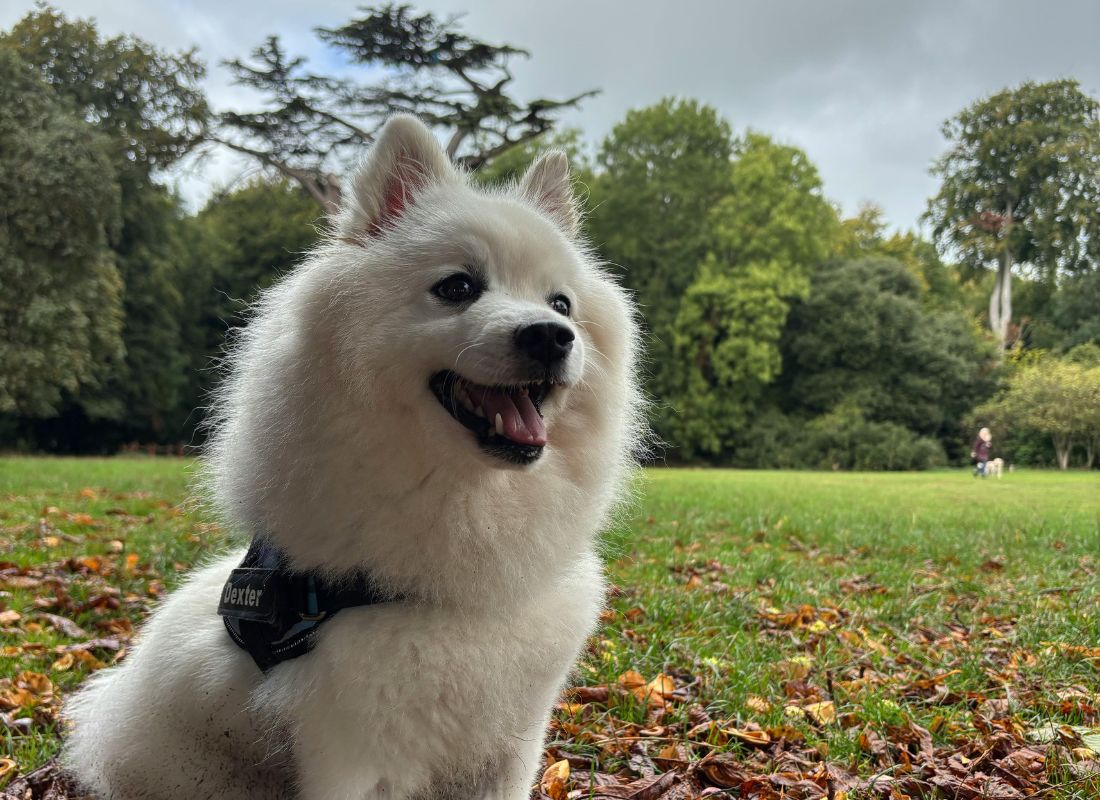 Fluffy white dog smiling outdoors Fluffy white dog smiling outdoors