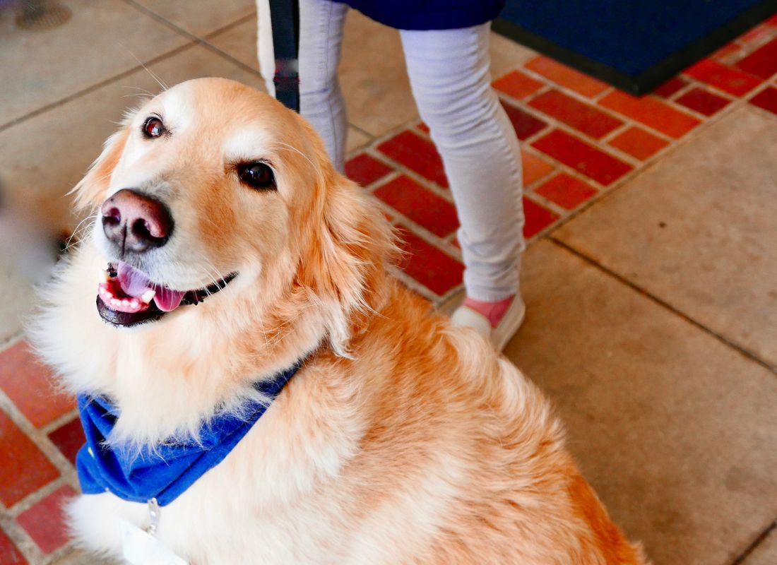 Golden Retriever with blue scarf