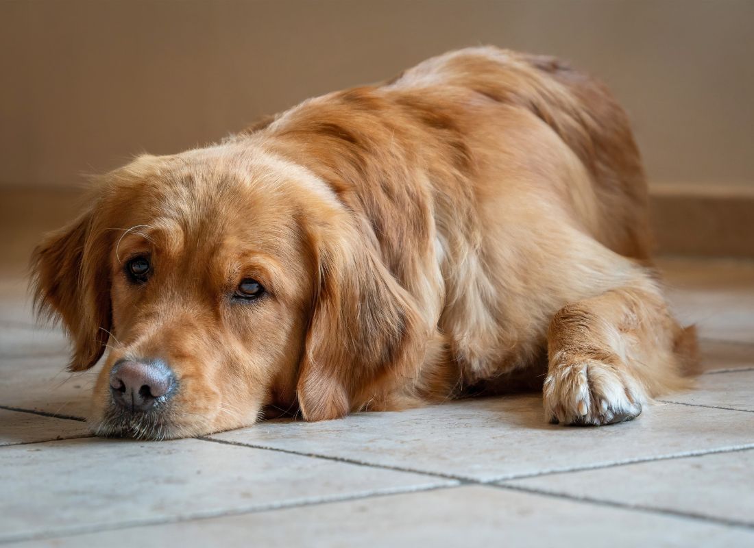 Golden retriever lying down, sad