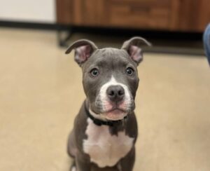 Gray and white puppy Gray and white puppy