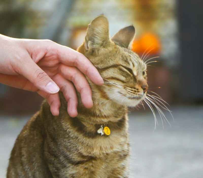Hand petting tabby cat.