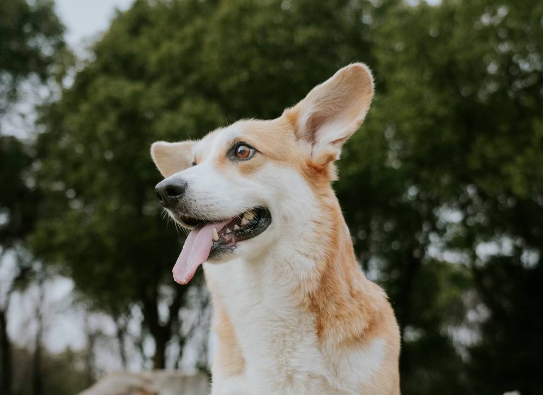 Happy corgi panting outdoors