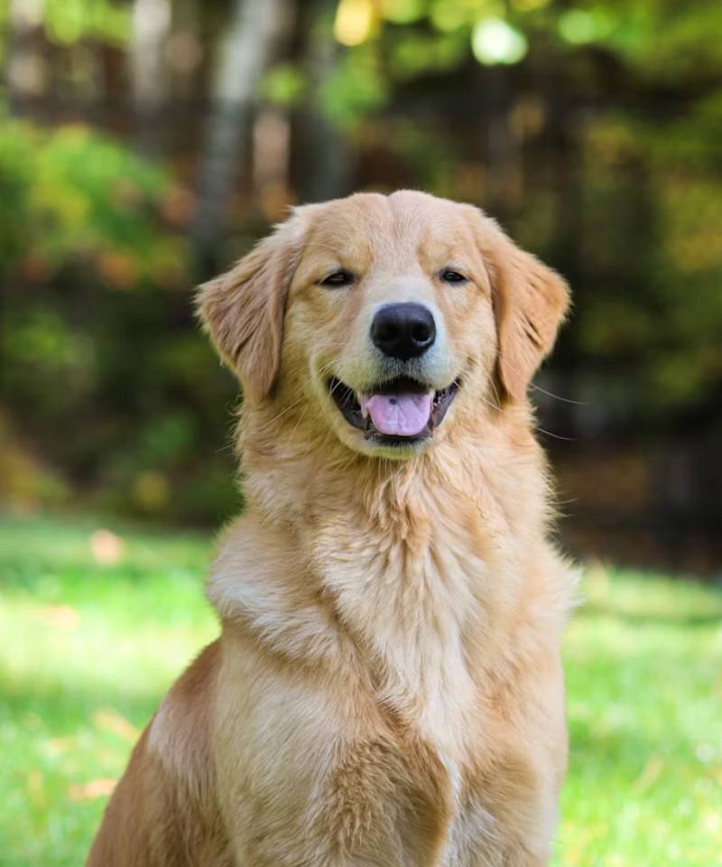 Happy golden retriever dog outside.