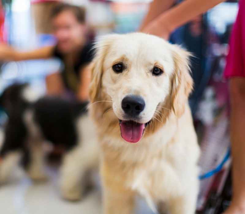 Happy golden retriever dog. Happy golden retriever dog.