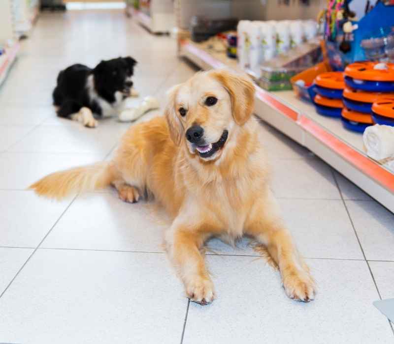 Happy golden retriever pet store