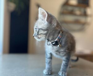 Kitten wearing collar with bell. Kitten wearing collar with bell.