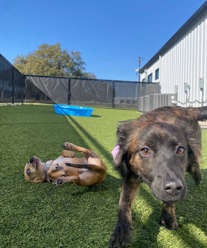 Two dogs on turf