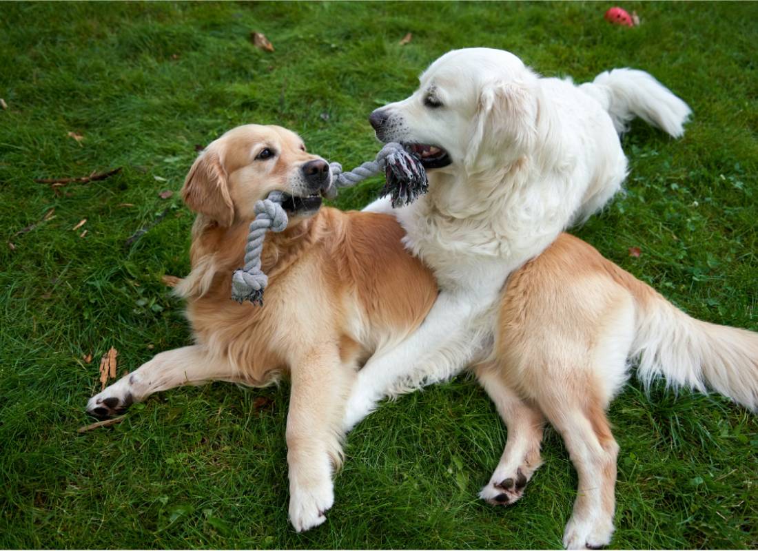 Two golden retrievers playing tug. Two golden retrievers playing tug.