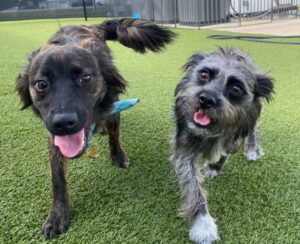 Two happy dogs playing Two happy dogs playing