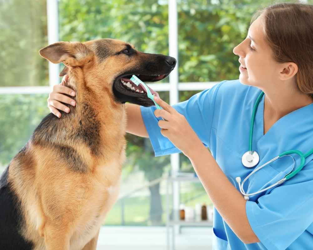 Vet brushing dog's teeth.