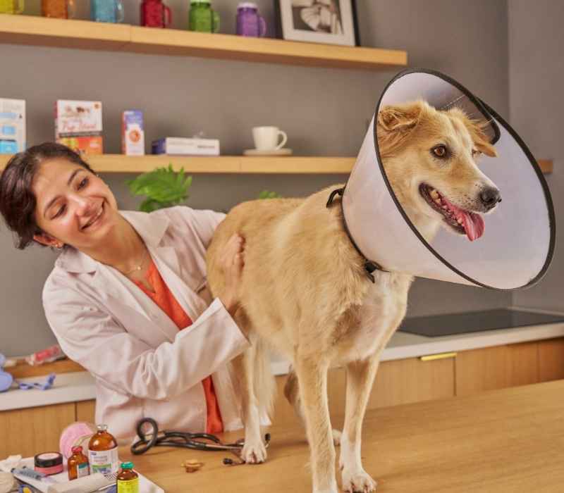 Veterinarian examines dog with cone Veterinarian examines dog with cone