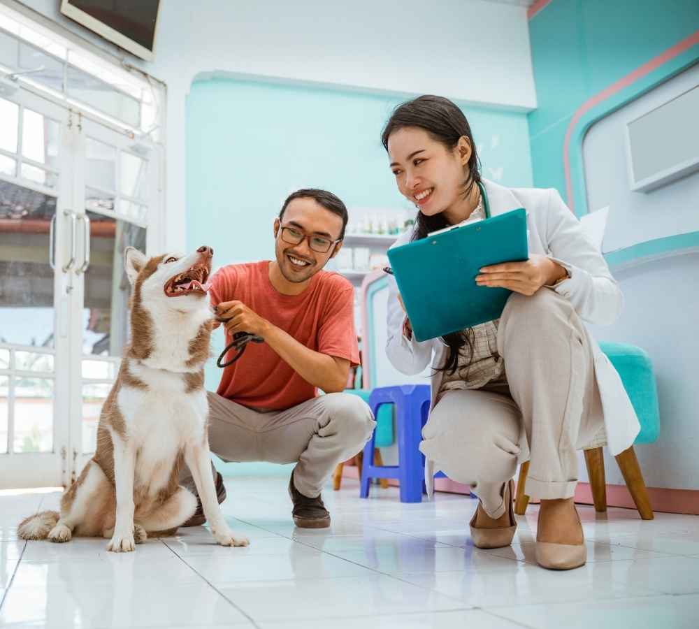 Veterinarian examining husky dog Veterinarian examining husky dog