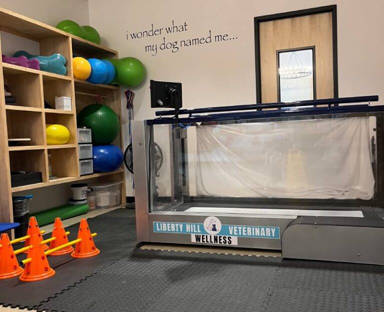 Veterinary dog rehabilitation treadmill Veterinary dog rehabilitation treadmill