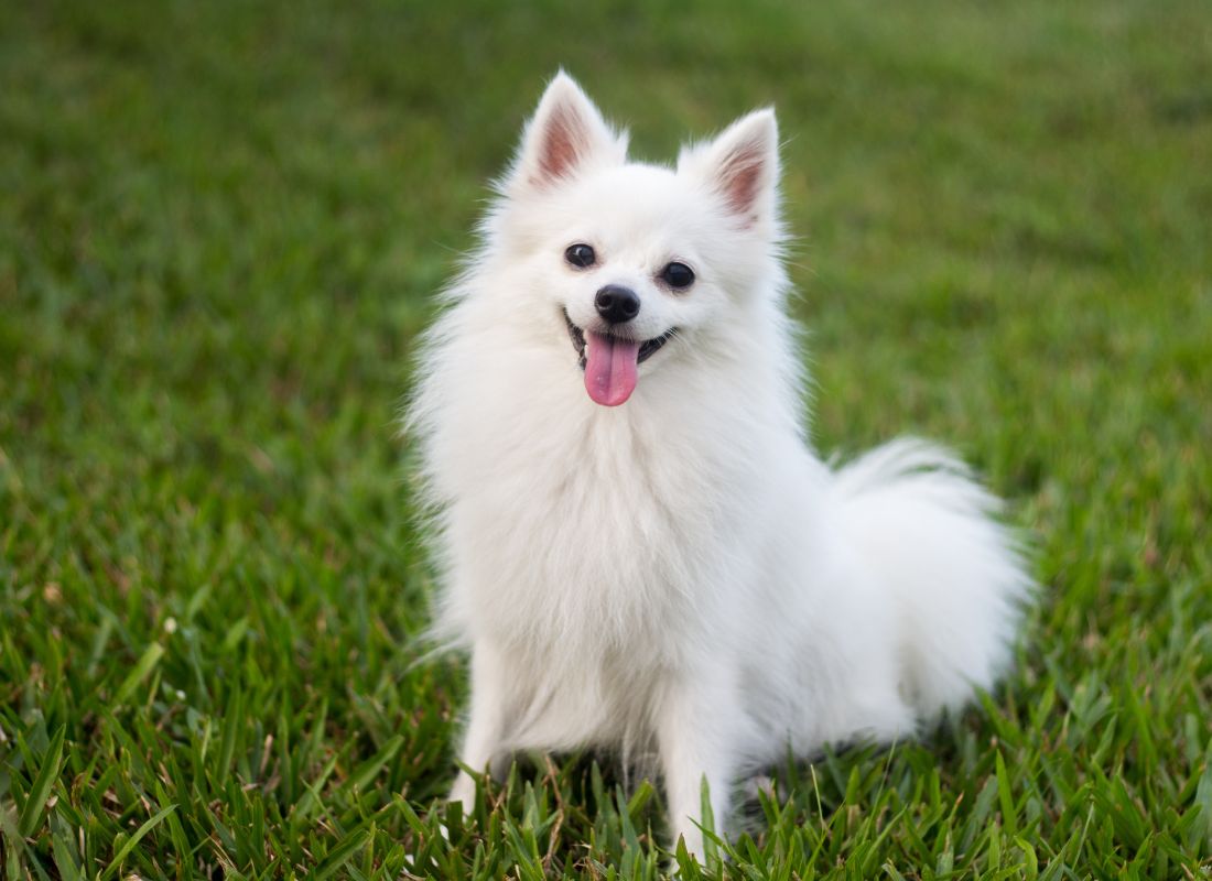White fluffy dog happy White fluffy dog happy