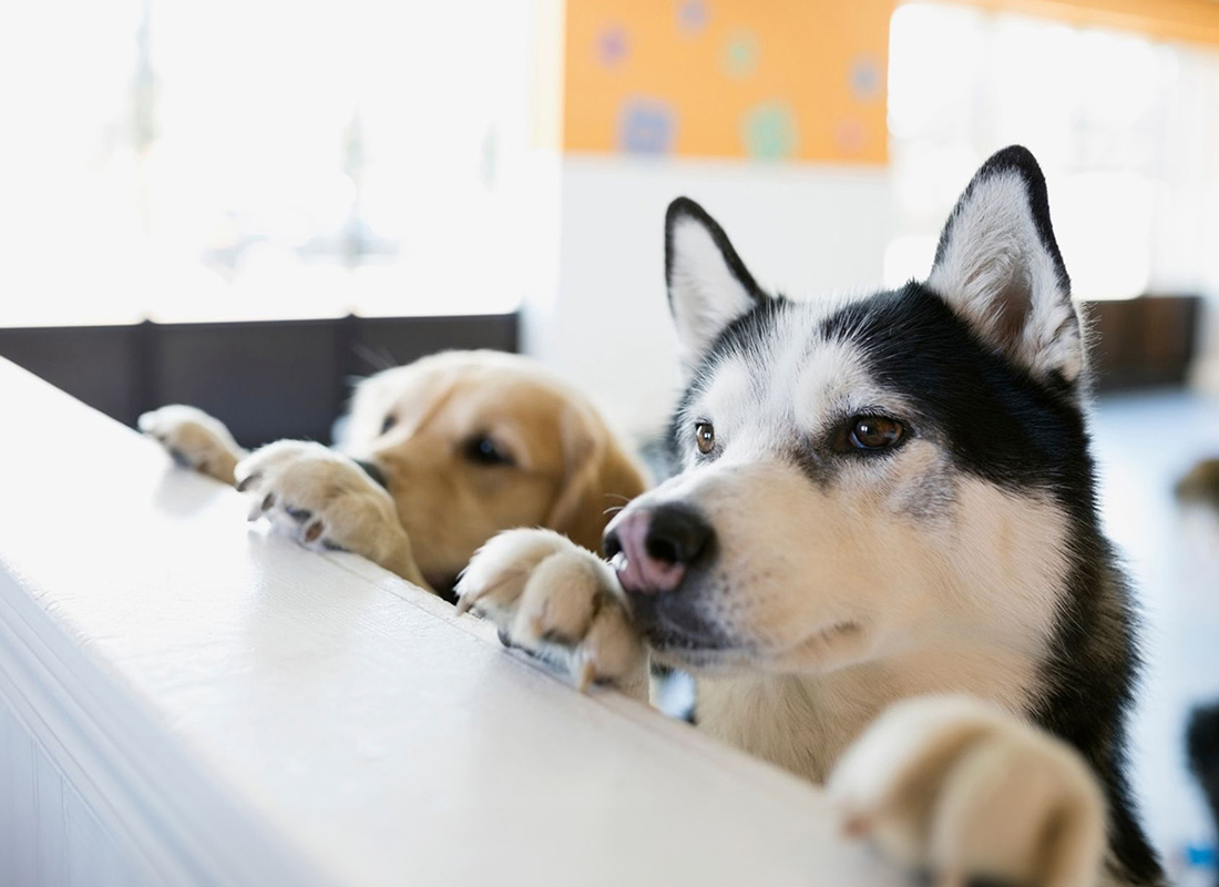 Two dogs resting their paws on a counter indoors