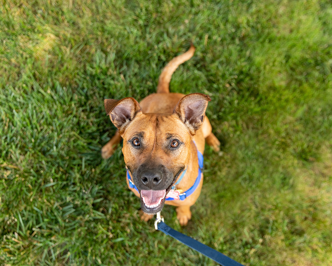Happy brown dog on a leash looking up in a grassy yard