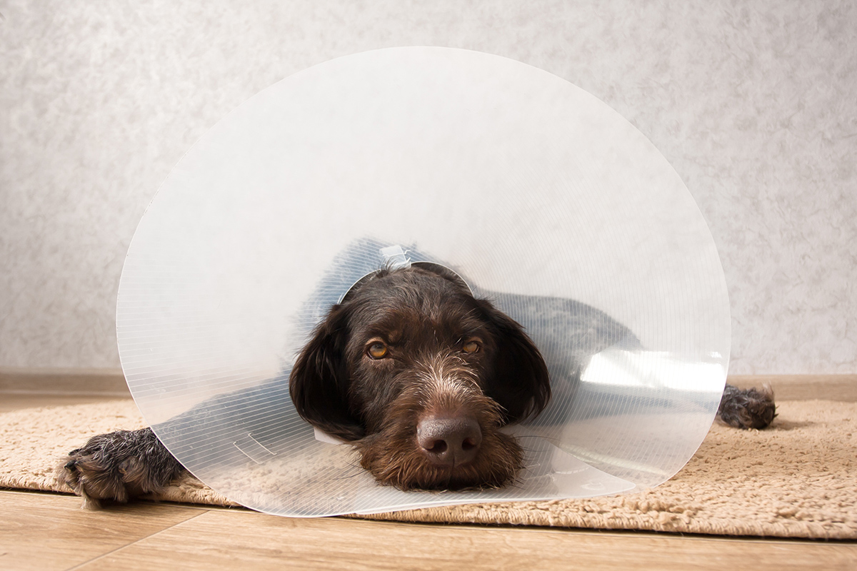 Brown dog wearing a recovery cone resting indoors