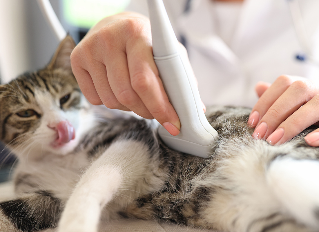 Cat having ultrasound scan in vet office cat receiving an ultrasound from a vet
