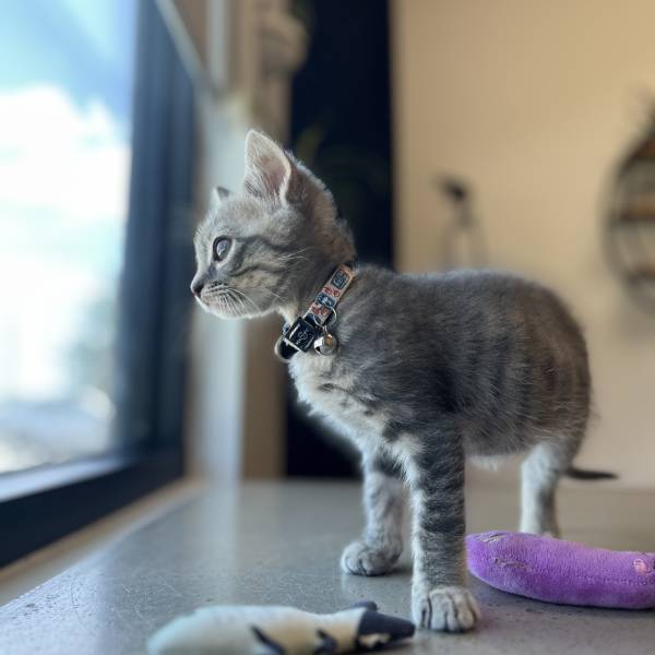 cat looking from window