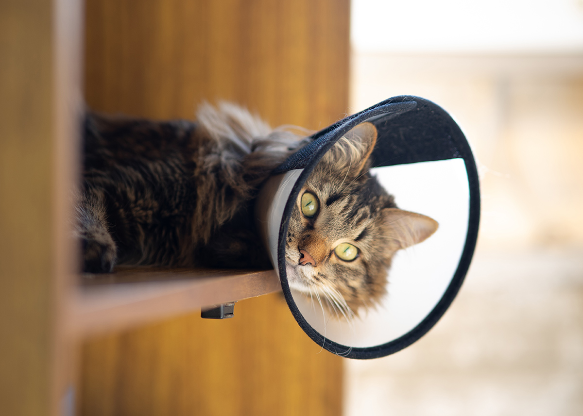 Tabby cat wearing plastic protective Elizabethan collar after surgery recovery Tabby cat wearing a recovery cone while lying on a shelf