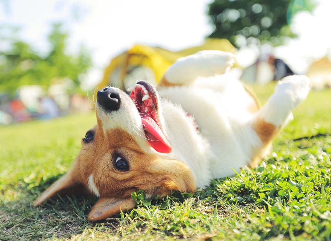 dog-happy-boarding - 1 happy corgi rolling around on the grass