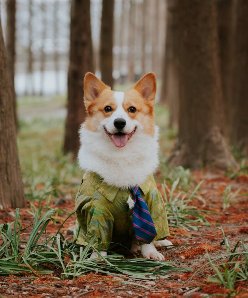 happy pet sitting outside