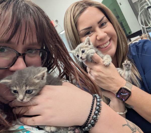 kitten care