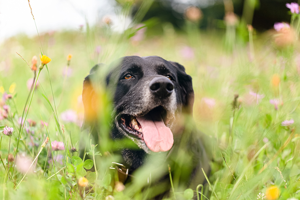Senior black dog resting in a wildflower field