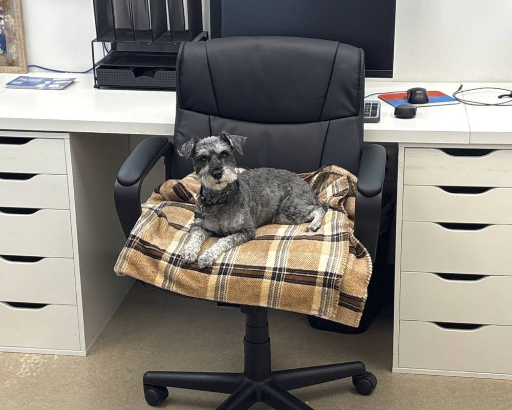 pet sitting on the chair